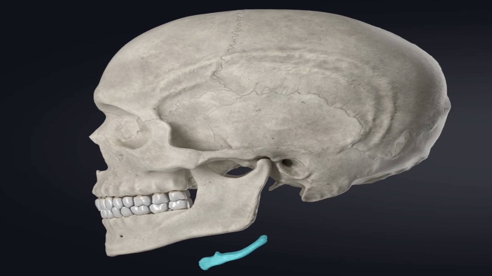 An Injury to the Cranium Would Directly Affect: Understanding the Impact of Cranial Injuries