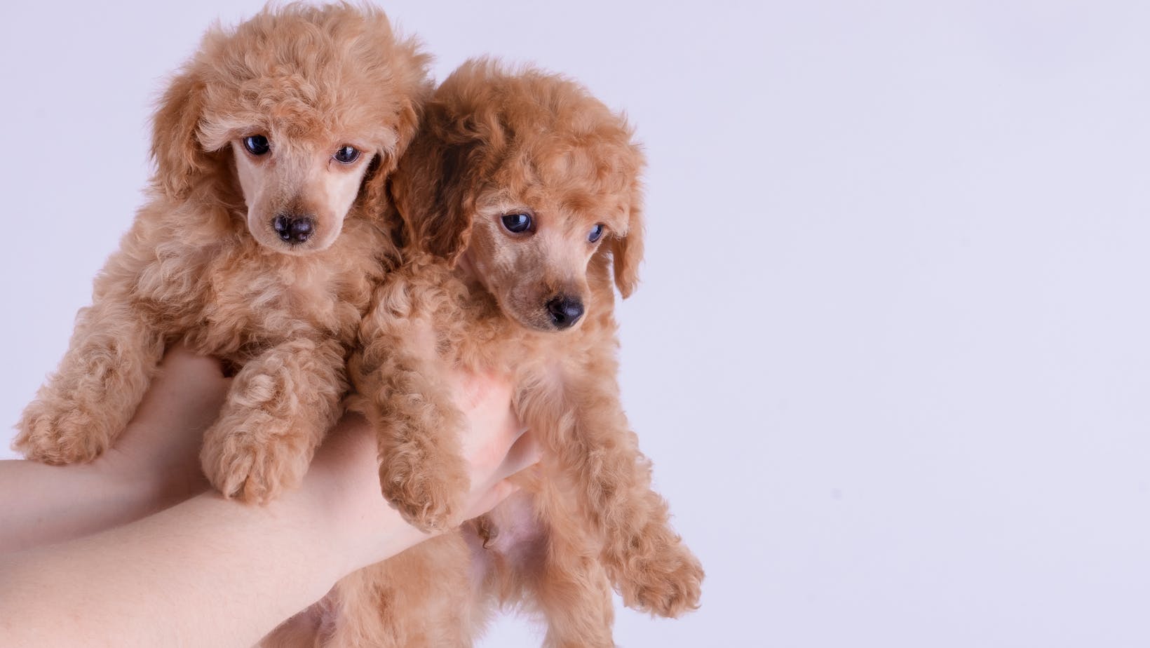 can brother and sister dogs live together