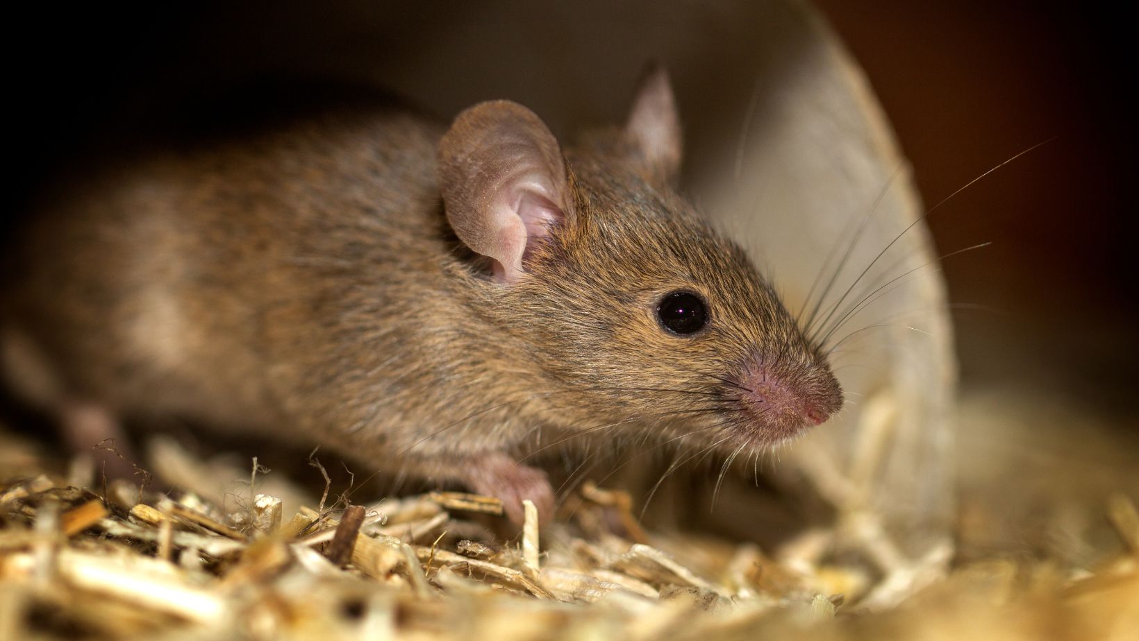 The Hidden Meanings of Dreaming About Mice: What Does Rüyada Fare Görmek Really Symbolize?