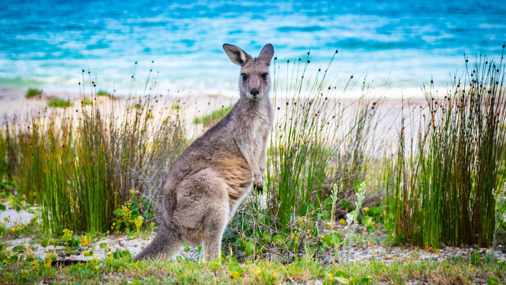 mengapa benua australia memiliki banyak keunikan flora dan fauna-nya