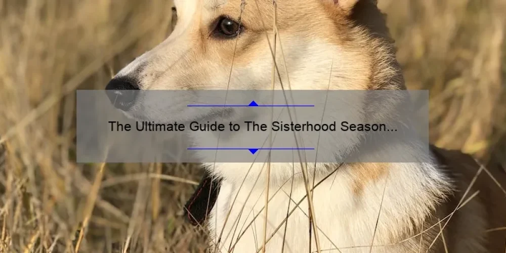 The Ultimate Guide to The Sisterhood Season 2: A Behind-the-Scenes Look [With Exclusive Insights, Tips, and Stats]