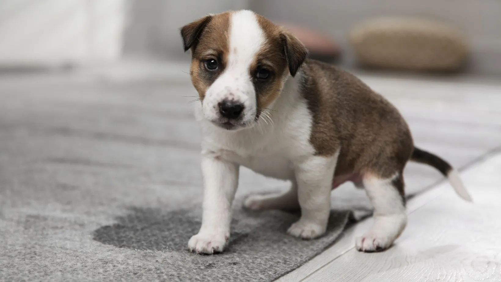 petshop terdekat dari lokasi saya