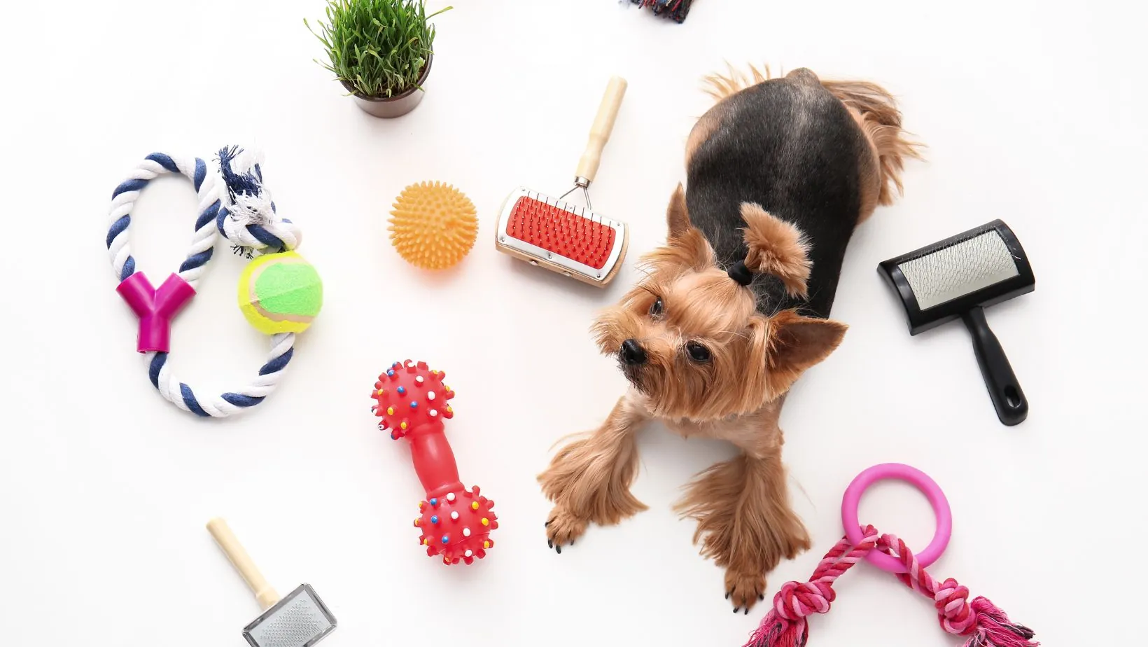 petshop terdekat dari lokasi saya