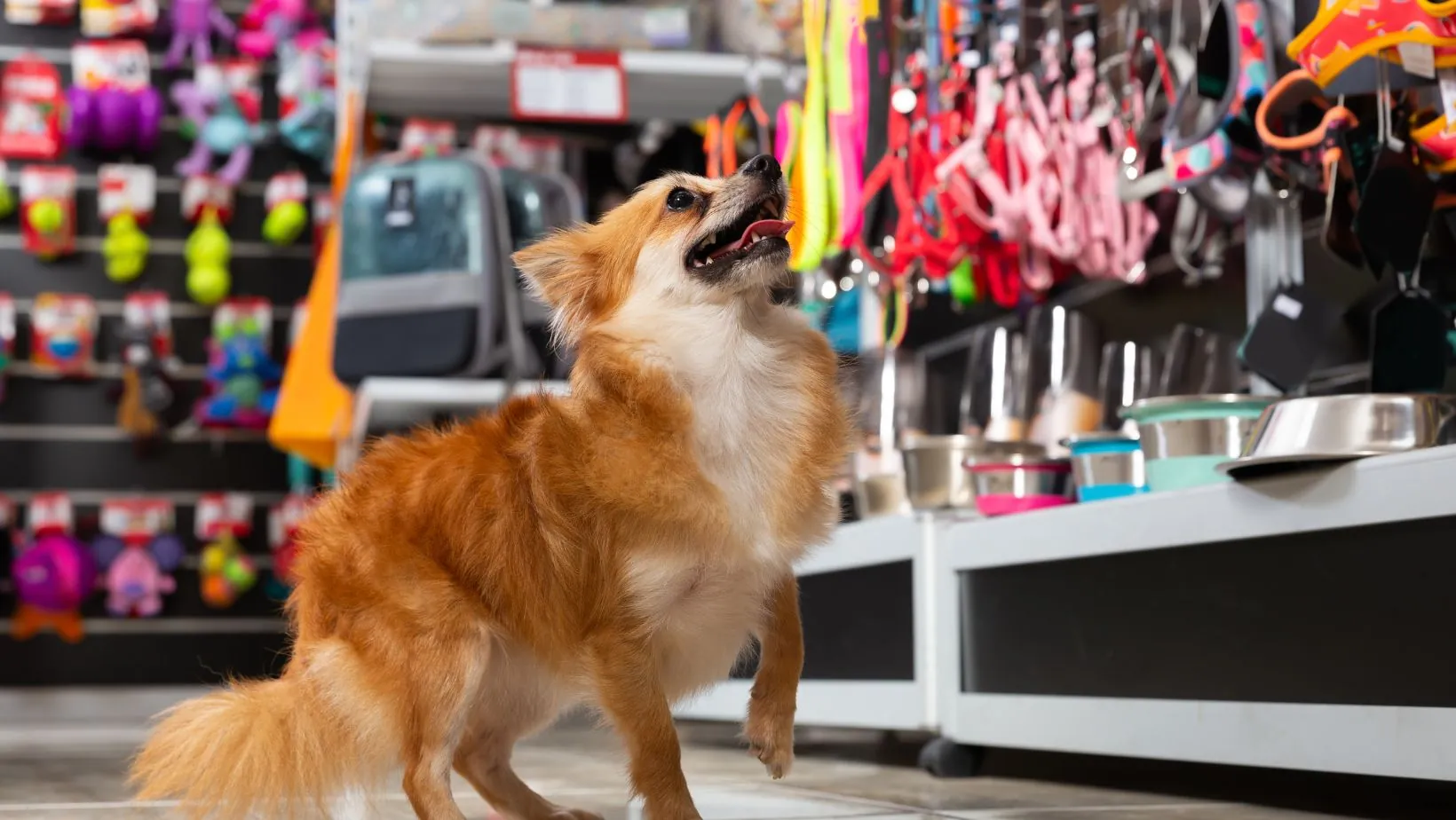 petshop terdekat dari lokasi saya
