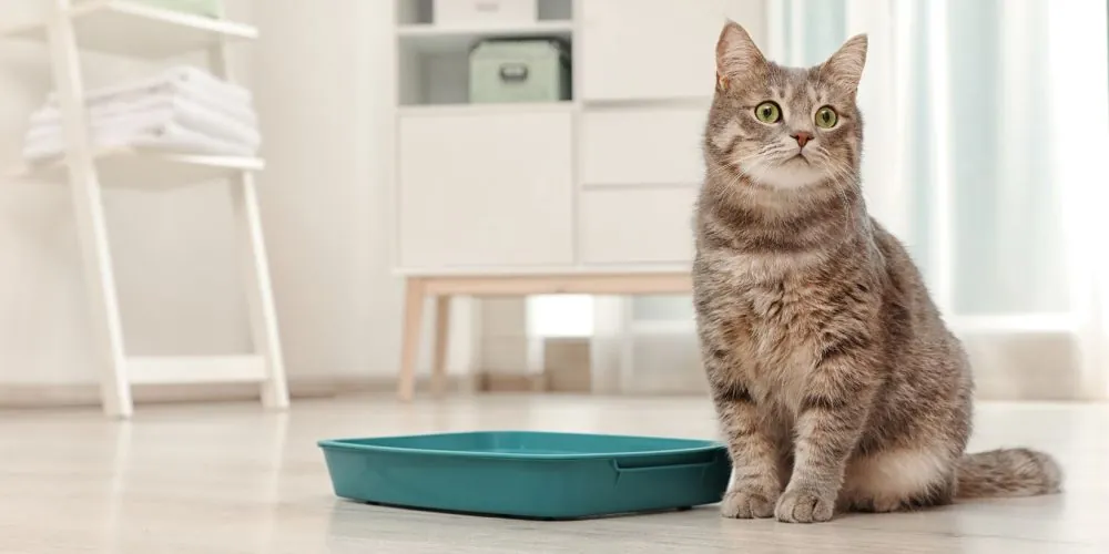 petshop terdekat dari lokasi saya